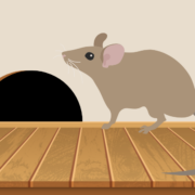 Rodent Damage & Preventative Steps to Take This Winter in St. Louis, Missouri