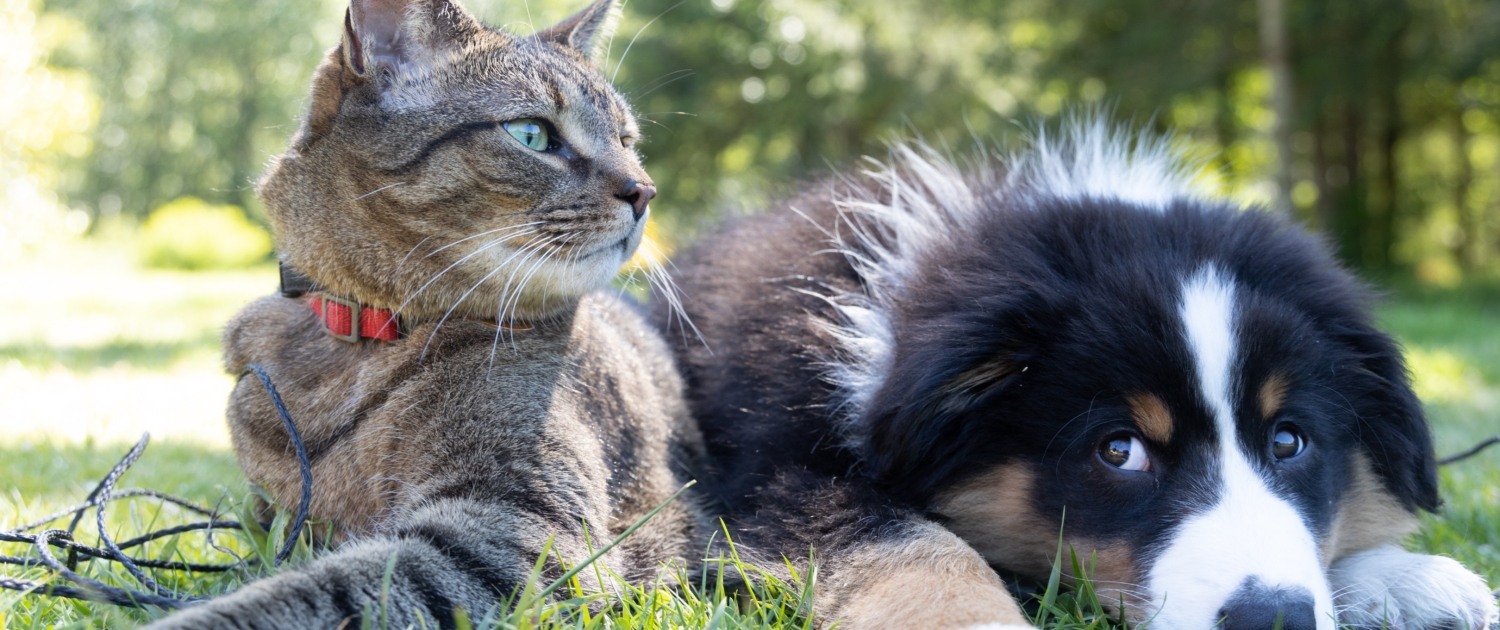 Pet Insurance in Missouri